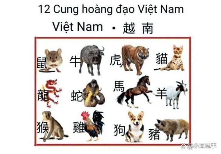猫不惜跨国走私：从舌尖陋习到社会撕裂CQ9电子游戏越南一年狂吃400万只
