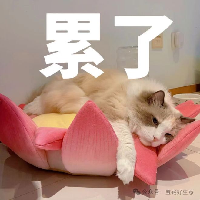 费品从业者的五年创业思考CQ9电子深度 一个新消(图8)